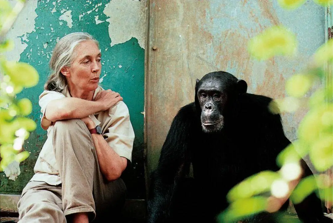 Muere-Jane-Goodall